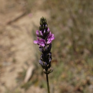 Cullen microcephalum at Googong Foreshore - 9 Nov 2014