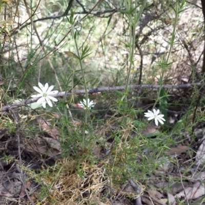 Stellaria pungens (Prickly Starwort) at Googong Reservoir - 9 Nov 2014 by ClubFED
