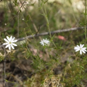 Stellaria pungens at Googong, NSW - 9 Nov 2014