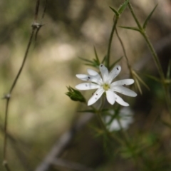 Stellaria pungens at Googong, NSW - 9 Nov 2014