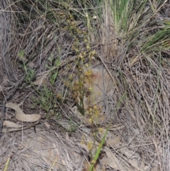 Drosera auriculata (Tall Sundew) at Theodore, ACT - 27 Oct 2014 by michaelb