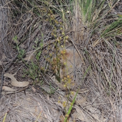 Drosera auriculata (Tall Sundew) at Theodore, ACT - 27 Oct 2014 by MichaelBedingfield