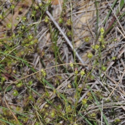 Drosera auriculata (Tall Sundew) at Theodore, ACT - 27 Oct 2014 by MichaelBedingfield