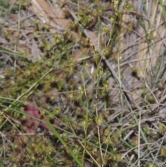 Drosera auriculata at Theodore, ACT - 27 Oct 2014 08:00 PM