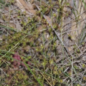 Drosera auriculata at Theodore, ACT - 27 Oct 2014 08:00 PM