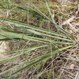 Dianella sp. aff. longifolia (Benambra) at Lyons, ACT - 9 Nov 2014 03:04 PM