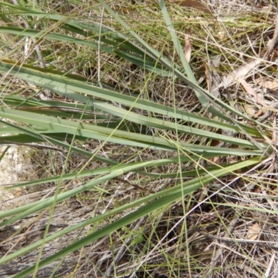 Dianella sp. aff. longifolia (Benambra) (Pale Flax Lily, Blue Flax Lily) at Oakey Hill - 9 Nov 2014 by MichaelMulvaney