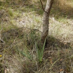 Dianella sp. aff. longifolia (Benambra) at Lyons, ACT - 9 Nov 2014 03:04 PM