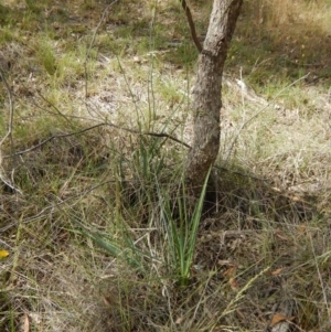Dianella sp. aff. longifolia (Benambra) at Lyons, ACT - 9 Nov 2014