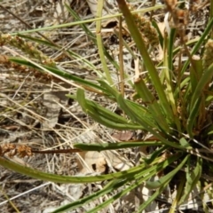 Plantago gaudichaudii (Narrow Plantain) at Oakey Hill - 9 Nov 2014 by MichaelMulvaney