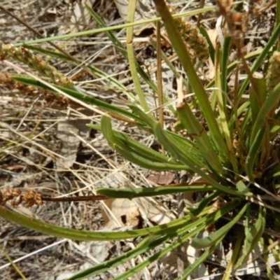 Plantago gaudichaudii (Narrow Plantain) at Lyons, ACT - 9 Nov 2014 by MichaelMulvaney