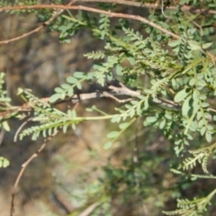 Indigofera adesmiifolia (Tick Indigo) at Oakey Hill - 9 Nov 2014 by MichaelMulvaney