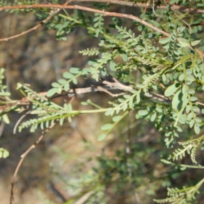 Indigofera adesmiifolia (Tick Indigo) at Lyons, ACT - 9 Nov 2014 by MichaelMulvaney
