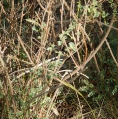 Indigofera adesmiifolia at Lyons, ACT - 9 Nov 2014