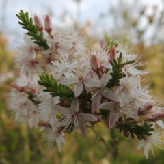 Calytrix tetragona (Common Fringe-myrtle) at Tuggeranong Hill - 25 Oct 2014 by michaelb