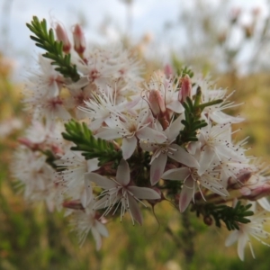 Calytrix tetragona at Theodore, ACT - 25 Oct 2014