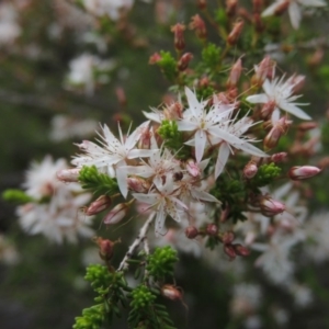 Calytrix tetragona at Theodore, ACT - 25 Oct 2014