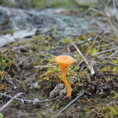 Lichenomphalia chromacea (Yellow Navel) at Tuggeranong Hill - 22 Jul 2014 by michaelb