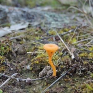 Lichenomphalia chromacea at Theodore, ACT - 22 Jul 2014