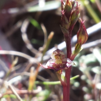 Acianthus exsertus (Large Mosquito Orchid) at Acton, ACT - 30 Mar 2016 by MattM