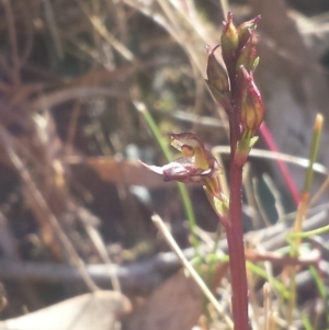 Acianthus exsertus at Acton, ACT - 31 Mar 2016