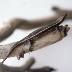 Pseudemoia spenceri (Spencer's Skink) at Deua National Park - 17 Mar 1976 by wombey