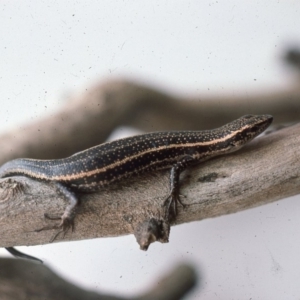 Pseudemoia spenceri at Snowball, NSW - 18 Mar 1976