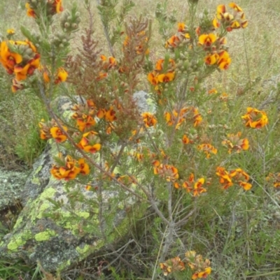 Dillwynia sericea - 20 Oct 2014 by JoshMulvaney