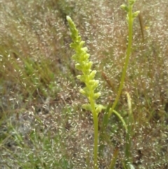 Microtis sp. (Onion Orchid) at Gungahlin, ACT - 20 Oct 2014 by JoshMulvaney