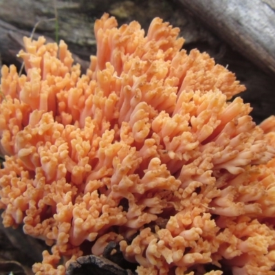 Ramaria sp. (A Coral fungus) at Namadgi National Park - 2 May 2014 by JoshMulvaney