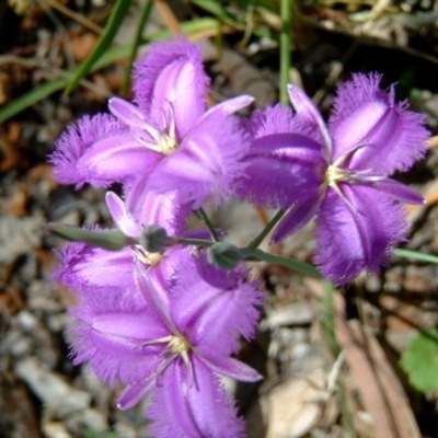 Thysanotus tuberosus subsp. tuberosus (Common Fringe-lily) at Farrer, ACT - 10 Nov 2014 by julielindner