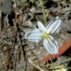 Arthropodium fimbriatum (Nodding Chocolate Lily) at Farrer, ACT - 10 Nov 2014 by julielindner