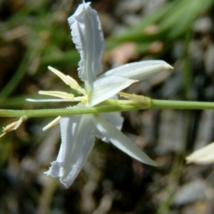 Arthropodium fimbriatum at Farrer, ACT - 10 Nov 2014 12:00 AM