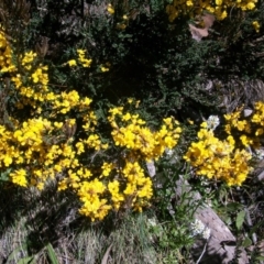 Bossiaea foliosa (Leafy Bossiaea) at Namadgi National Park - 9 Nov 2014 by jeremyahagan