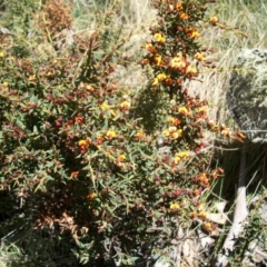 Daviesia ulicifolia (Gorse Bitter-pea) at Namadgi National Park - 9 Nov 2014 by jeremyahagan