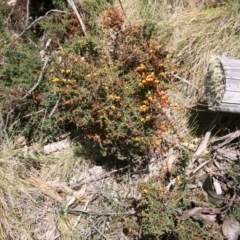 Daviesia ulicifolia at Cotter River, ACT - 9 Nov 2014 09:48 AM