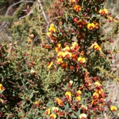 Daviesia ulicifolia at Cotter River, ACT - 9 Nov 2014 09:48 AM