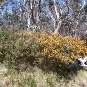 Oxylobium ellipticum at Cotter River, ACT - 9 Nov 2014