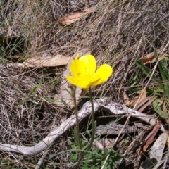 Ranunculus lappaceus at Namadgi National Park - 9 Nov 2014 by jeremyahagan