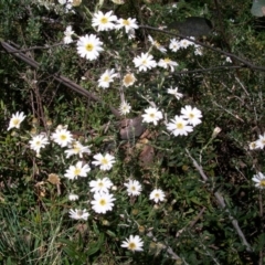 Olearia sp. at Cotter River, ACT - 9 Nov 2014 by jeremyahagan