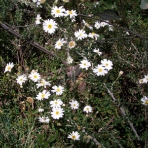 Olearia sp. at Cotter River, ACT - 9 Nov 2014