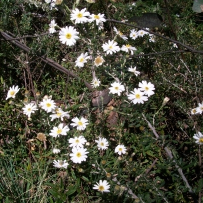 Olearia (genus) at Cotter River, ACT - 9 Nov 2014 by jeremyahagan