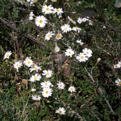 Olearia sp. at Cotter River, ACT - 8 Nov 2014 by jeremyahagan