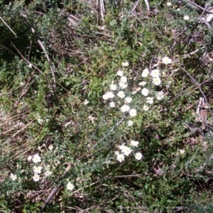 Olearia sp. at Cotter River, ACT - 9 Nov 2014