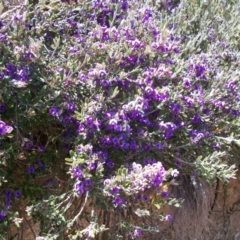 Hovea montana (Alpine Hovea) at Namadgi National Park - 9 Nov 2014 by jeremyahagan