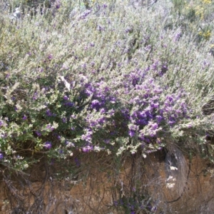 Hovea montana at Cotter River, ACT - 9 Nov 2014 11:06 AM