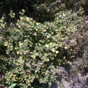 Phebalium squamulosum subsp. ozothamnoides at Cotter River, ACT - 9 Nov 2014 11:07 AM