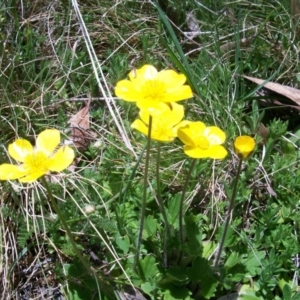 Ranunculus graniticola at Cotter River, ACT - 9 Nov 2014