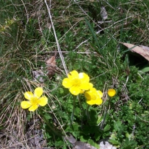 Ranunculus graniticola at Cotter River, ACT - 9 Nov 2014