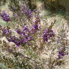 Hovea montana (Alpine Hovea) at Namadgi National Park - 9 Nov 2014 by jeremyahagan